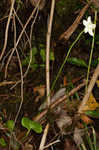 Kidneyleaf grass of Parnassus